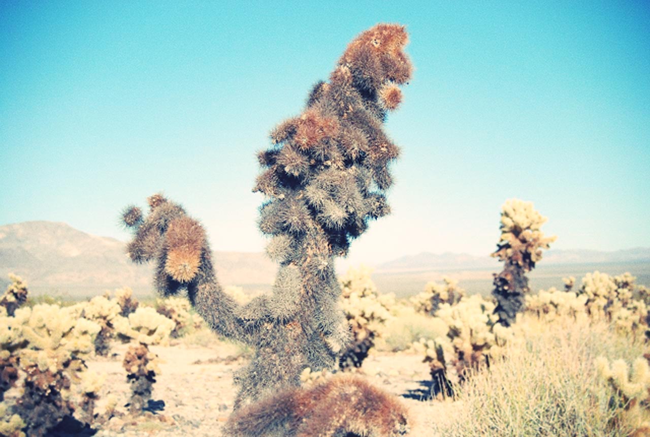 my-first-visit-to-joshua-tree-sandy-joe-karpetz-