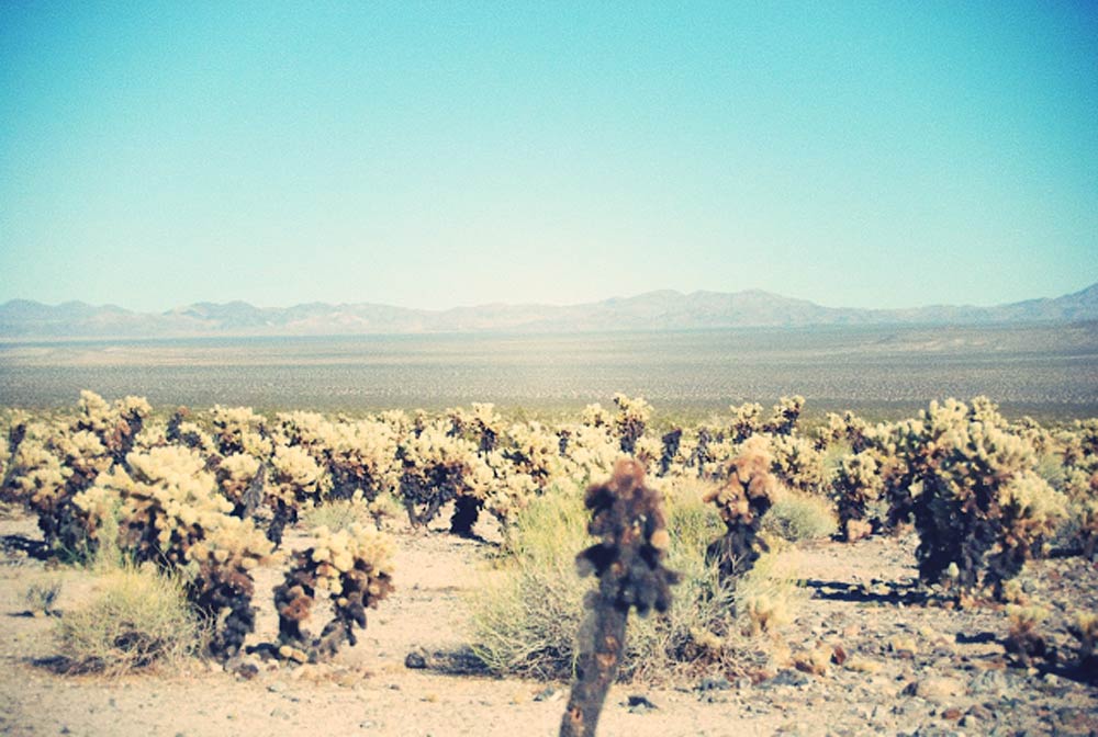 my-first-visit-to-joshua-tree-sandy-joe-karpetz-