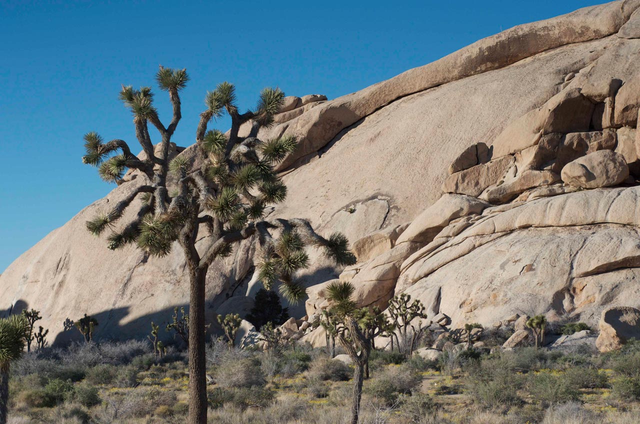 joshua-tree-is-heaven-on-earth-sandy-joe-karpetz-5