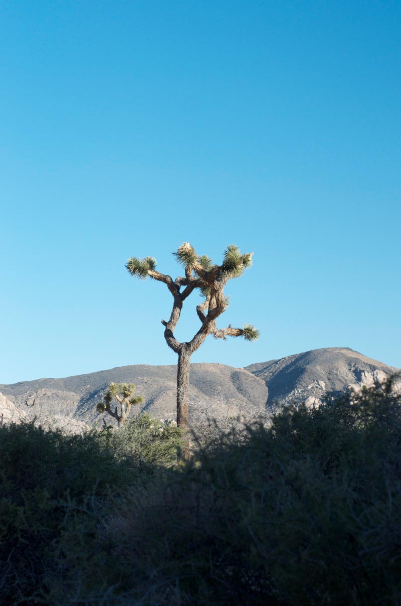 joshua-tree-is-heaven-on-earth-sandy-joe-karpetz-3