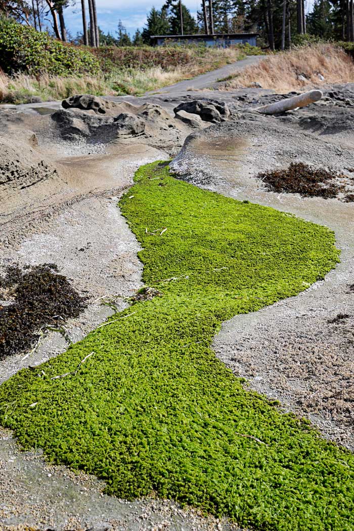 the-surf-gabriola-island