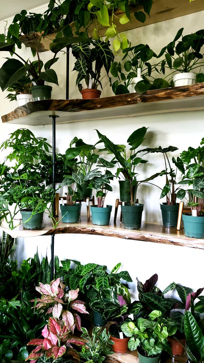 Spokane-Washington-City-Guide-the-fern-shop-Sandy-Joe-Karpetz-6 Spokane-Washington-City-Guide-the-fern-shop