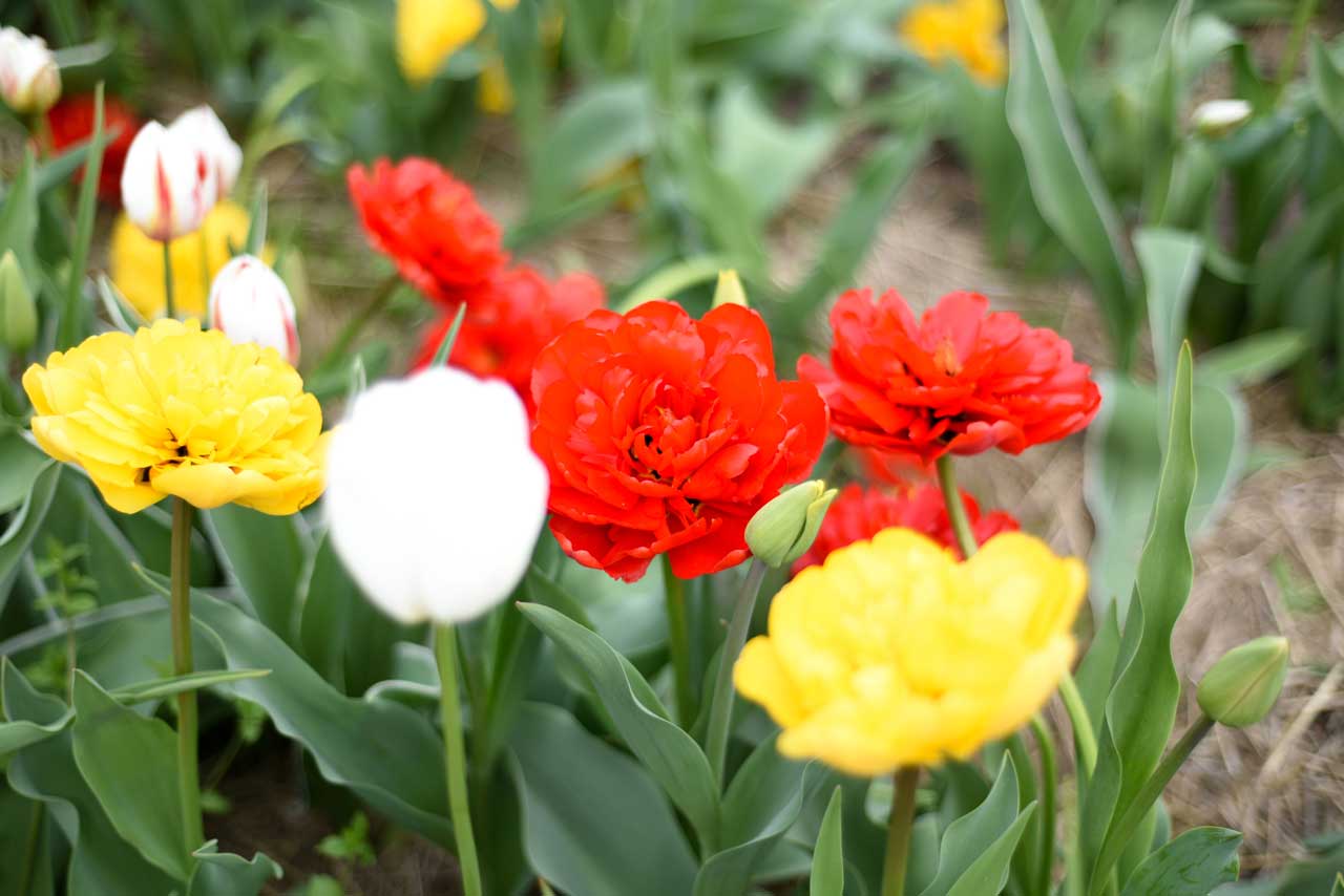 Abbotsford-Tulip-Festival-Sandy-Joe-Karpetz-
