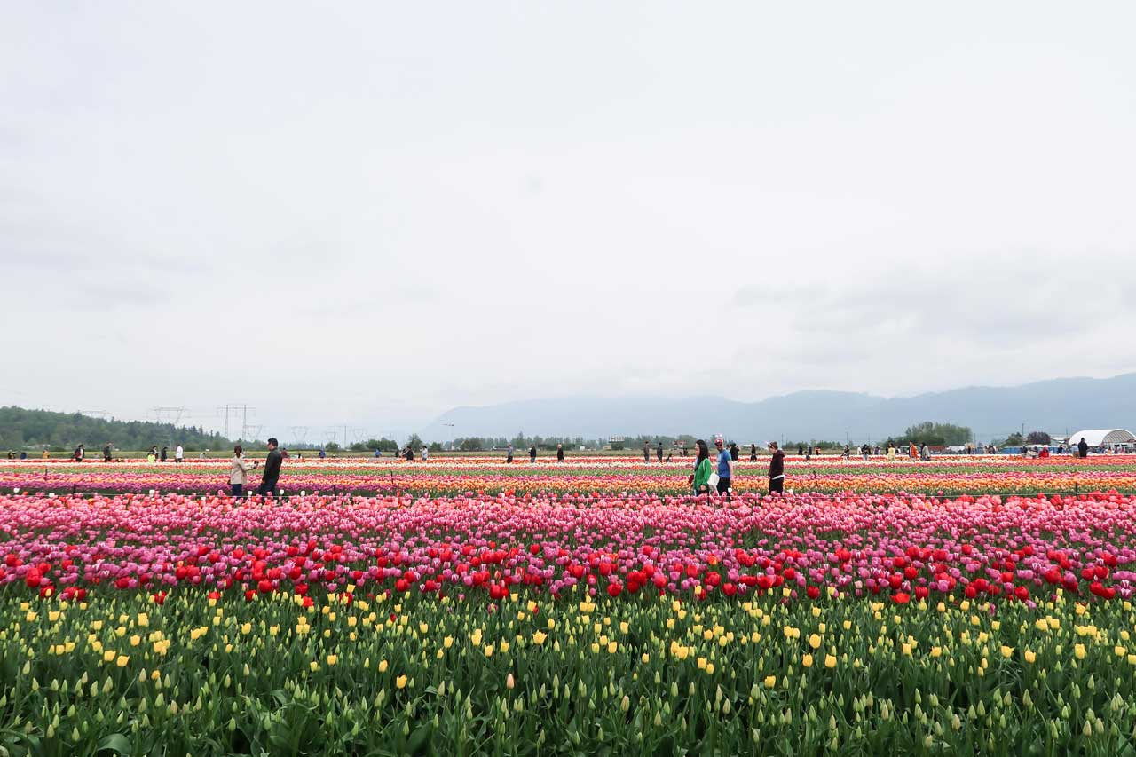 Abbotsford-Tulip-Festival-Sandy-Joe-Karpetz-