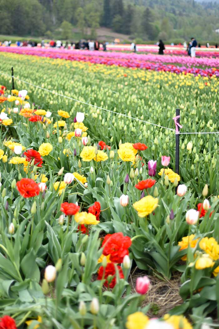 Abbotsford-Tulip-Festival-Sandy-Joe-Karpetz-