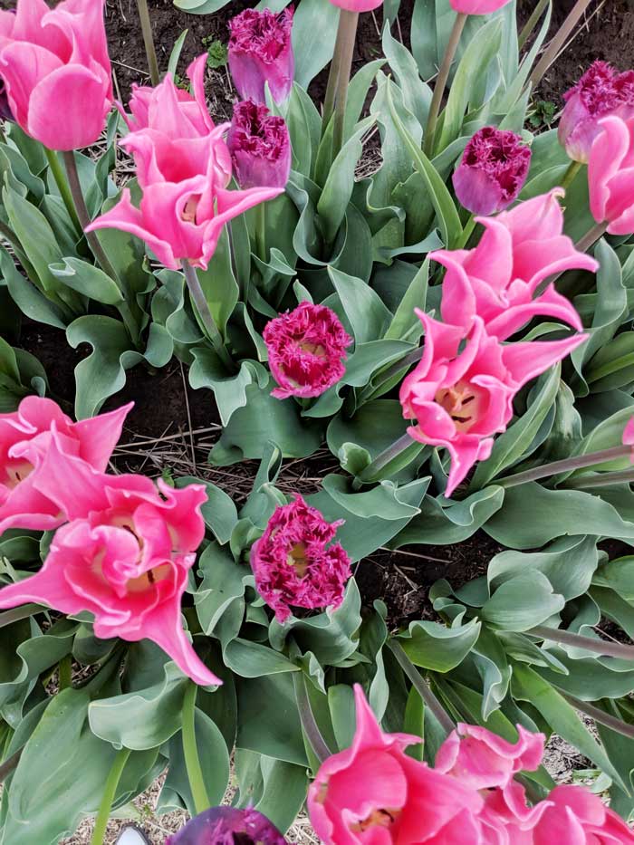 Abbotsford-Tulip-Festival-Sandy-Joe-Karpetz-