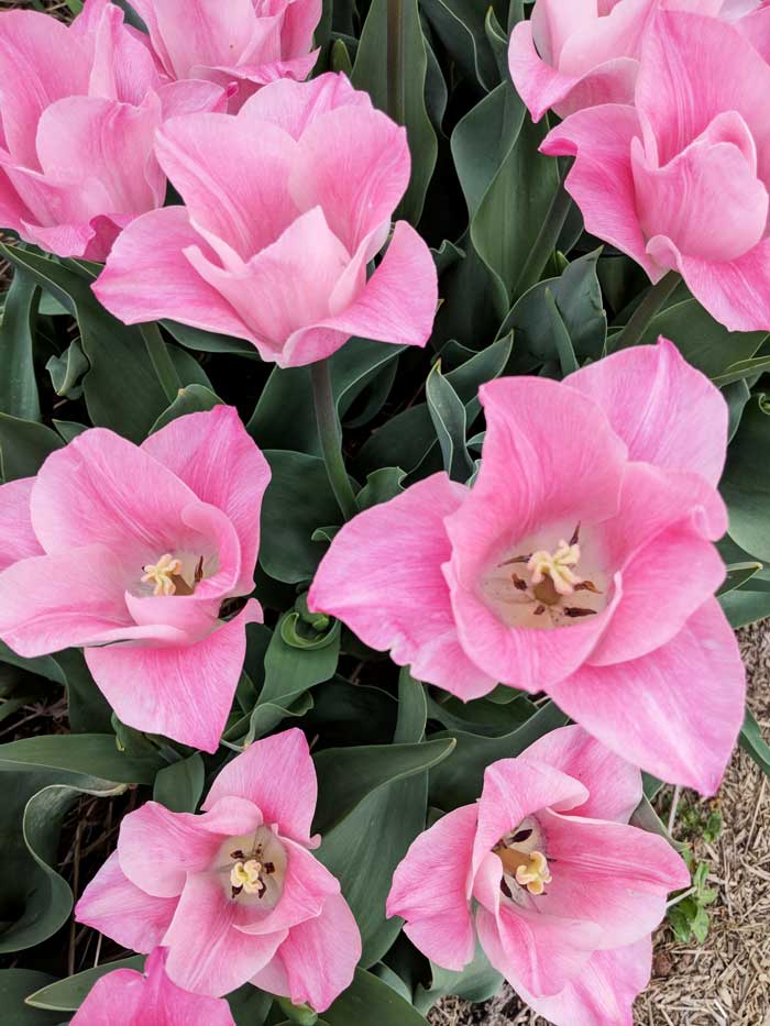 Abbotsford-Tulip-Festival-Sandy-Joe-Karpetz-