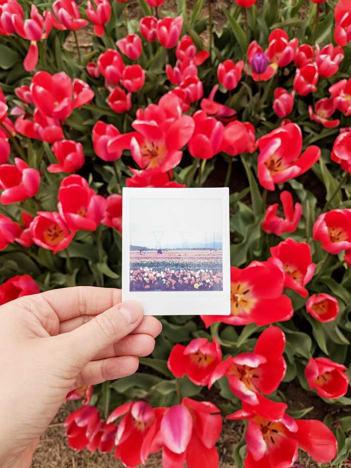 Abbotsford-Tulip-Festival-Sandy-Joe-Karpetz-