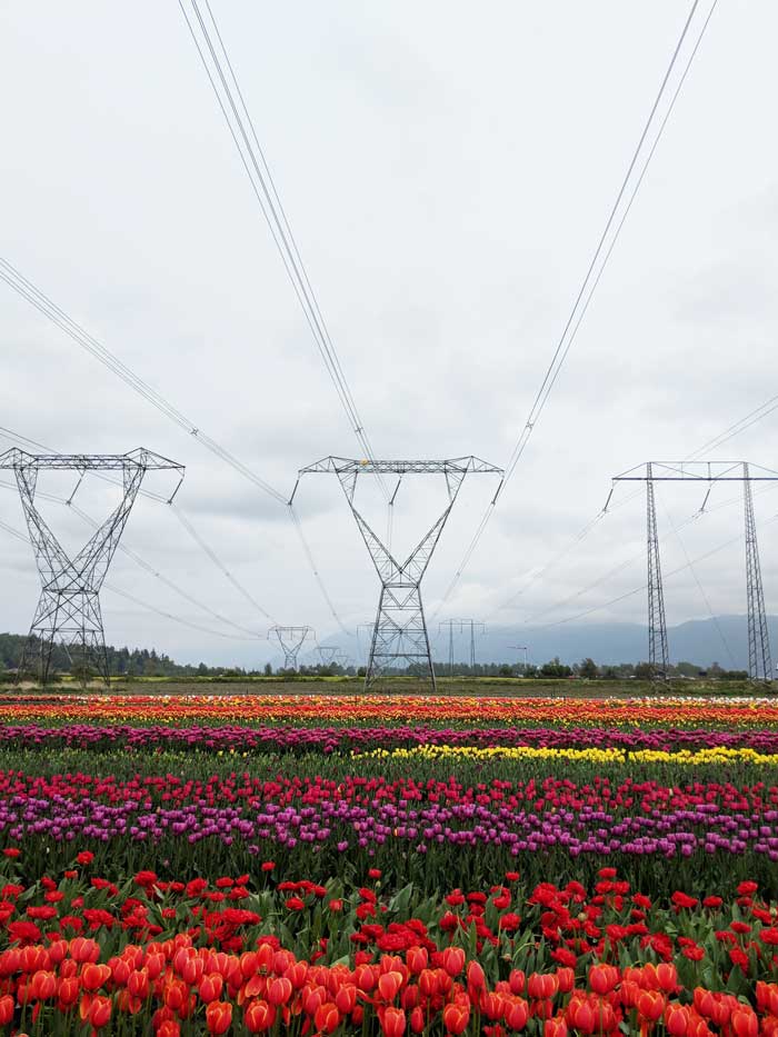 Abbotsford Tulip Festival