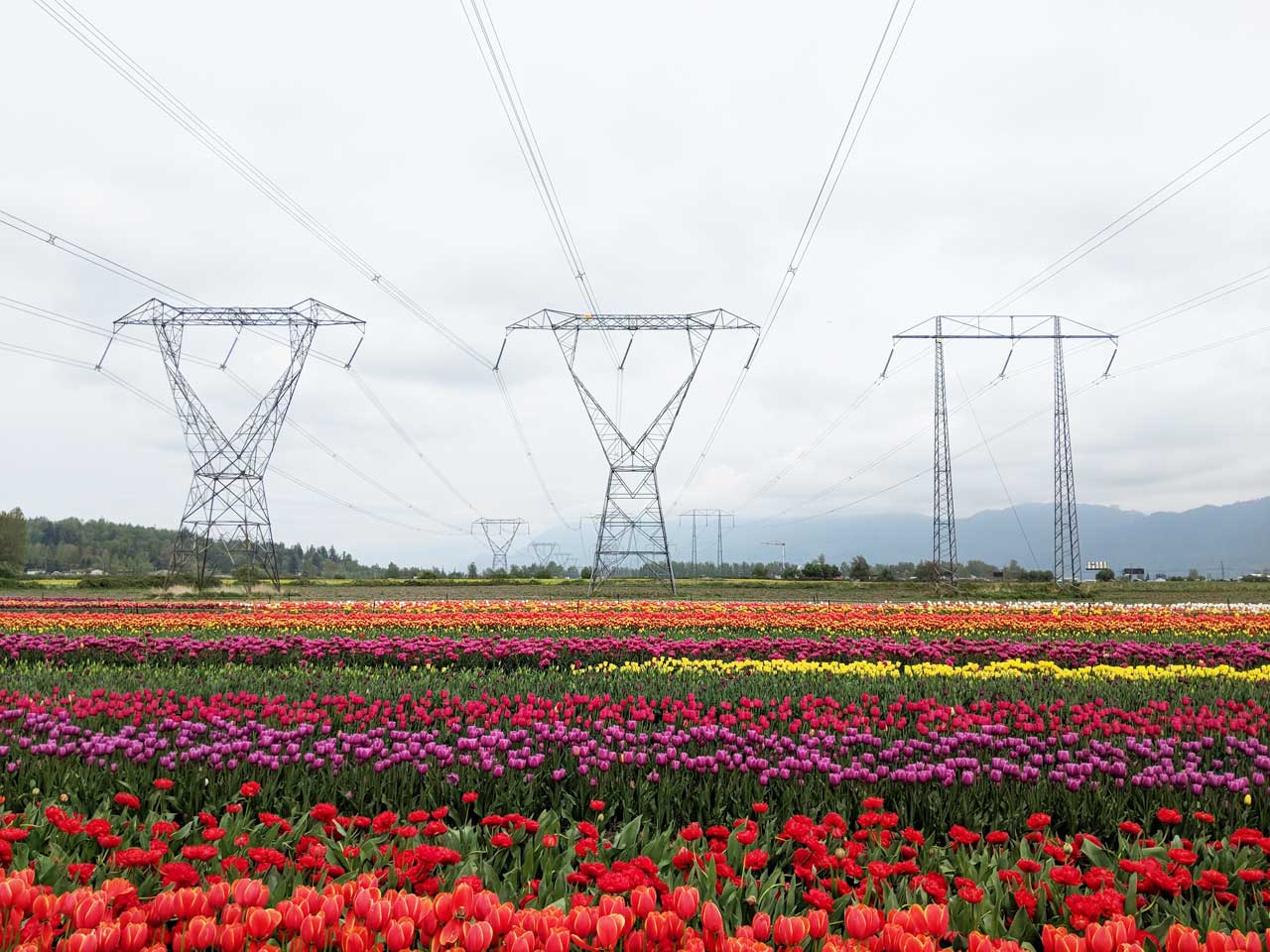 Abbotsford-Tulip-Festival-Sandy-Joe-Karpetz-
