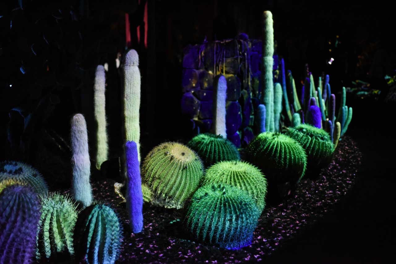 Electric-Desert-at-Phoenix-Botanical-Garden-Sandy-Joe-Karpetz-