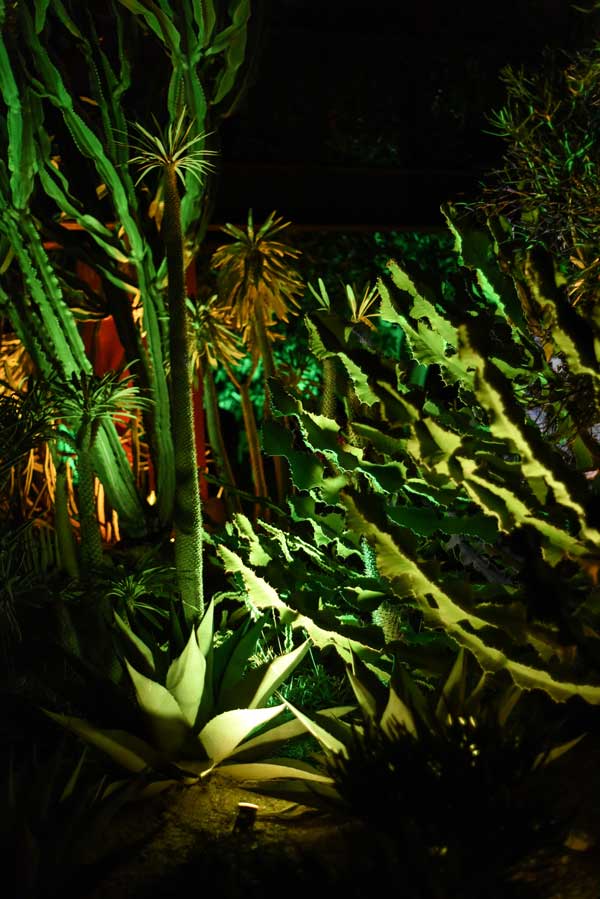 Electric-Desert-at-Phoenix-Botanical-Garden-Sandy-Joe-Karpetz-
