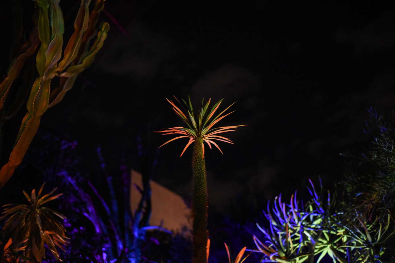 Electric-Desert-at-Phoenix-Botanical-Garden-Sandy-Joe-Karpetz-
