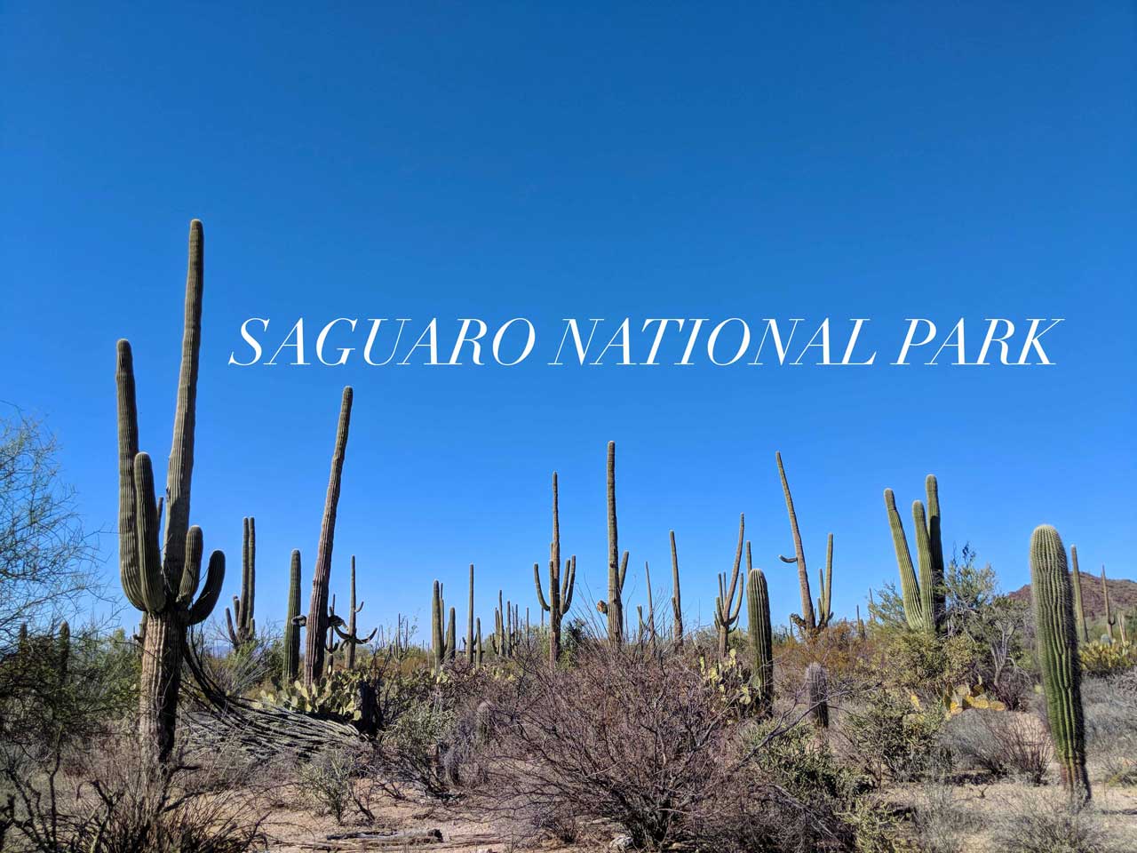 saguaro national park